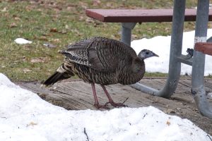 Turkey in Yosemite, 3.23.23