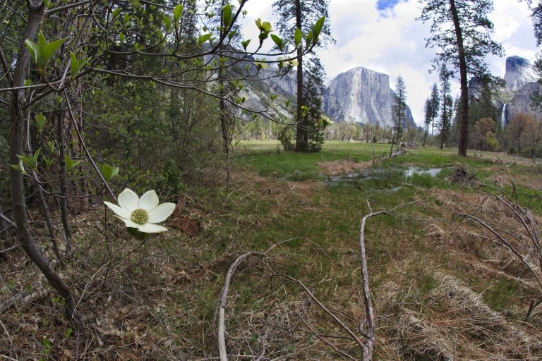 Yosemite Dogwood Flowers 5.5.23